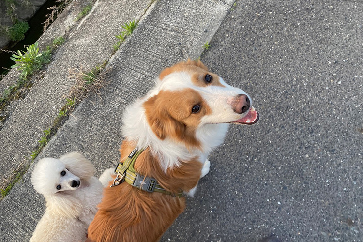 ワンちゃんとのコミュニケーションのために